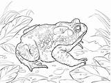Toad Sapo Toads Disegno Rospo Desenho Coloringbay sketch template
