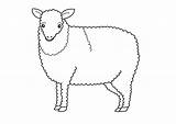 Sheep Coloring Pages Printable Kids Lamb Outline Colouring Bestcoloringpagesforkids Drawing Coloringbay Getdrawings Popular sketch template