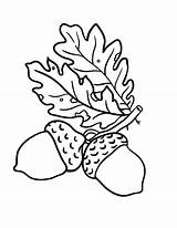 Acorn Leaves Gland Arouisse sketch template