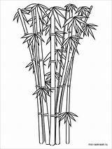 Bamboo Coloringbay Mewarna Picolour Innen Mentve Sayur Sayuran Designlooter Superb sketch template