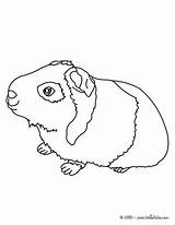 Pig Guinea Coloring Pages Animal Hellokids Print Kids Color Cuy Printable Stencils Crafts Sleeping Cute Drawings Pet Pigs Sheets Stencil sketch template
