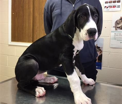 Great Dane Puppies For Sale Ann Arbor Mi 260914