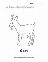 Goat Worksheet Worksheets Animals Printable Template Coloring Sheets sketch template