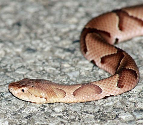 fatal snakebites rare  missouri  precautions advised local