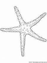 Coloring Seastar Sea Star Pages Color Animals Colouring Printable Animal Sheet Popular sketch template