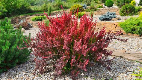How To Grow And Care For Barberry Shrubs