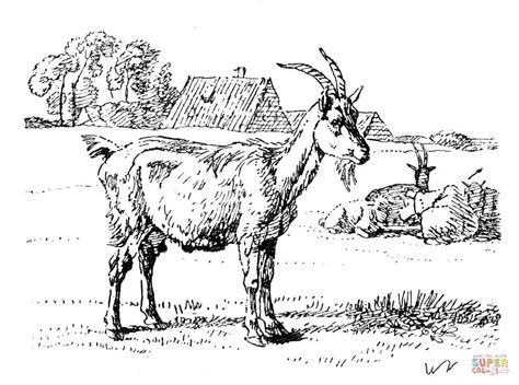 domestic goat coloring page  coloring page coloring home