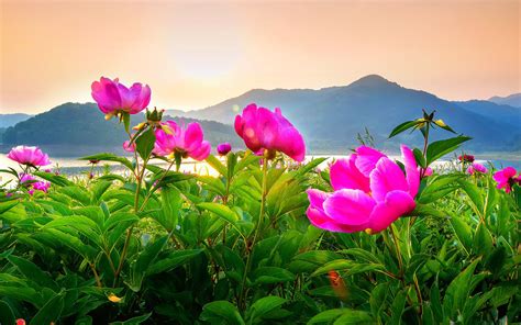 daecheongdo island in incheon south korea peony flower field landscape