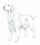 Golden Retriever Coloring Pages Puppy Drawing Getdrawings Template sketch template