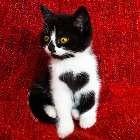 Meet Zoë A Cute Cat Born With A Heart On Her Chest