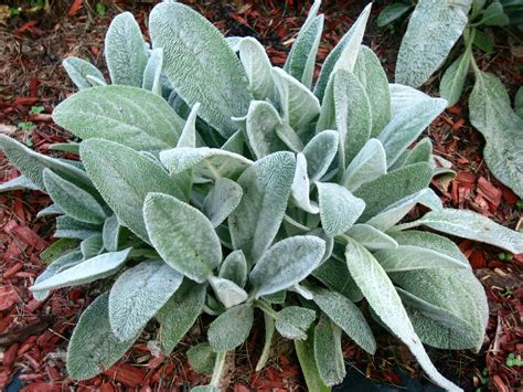 lambs ears plant profile sylvan gardens landscape