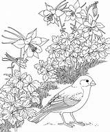 Coloring Bird Printable Flower Colorado Pages State Birds sketch template