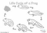 Life Cycle Colouring Pages Cycles sketch template