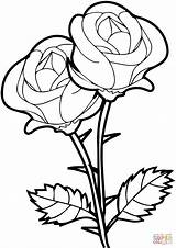 Coloring Roses Pages sketch template