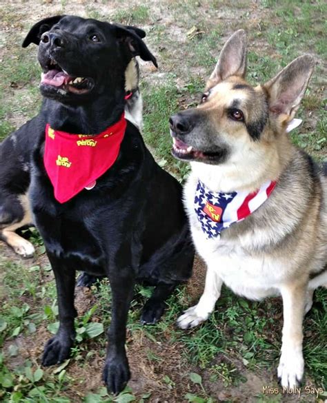 pup peroni dog treats pet food guide