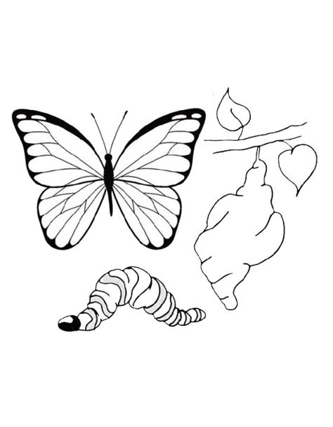 monarch butterfly life cycle coloring pages
