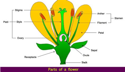 the innermost part of a flower is called the class 11 biology cbse