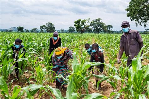 dry season farming maize farmers record bumper harvest  gombe environews latest
