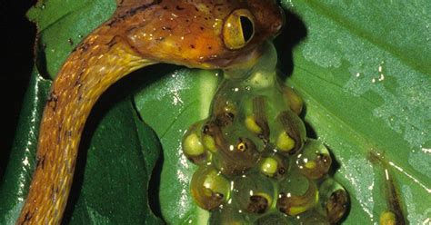 tadpoles hatch super fast to avoid getting eaten science of us