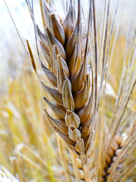wheat flickr photo sharing
