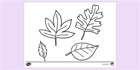 autumn leaves printable colouring page twinkl