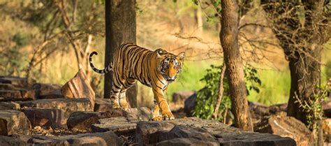 Ranthambore Tiger Cub