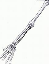 Arm Skeleton Bones Drawing Human Deviantart Drawings Anatomy Illustration Getdrawings 2010 sketch template