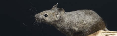 house mouse identification guide