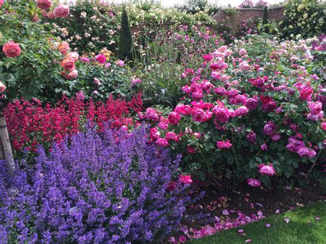 david austin roses sisley garden tours