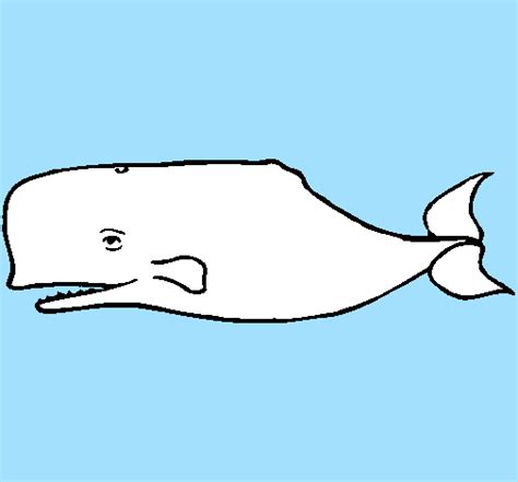colored page blue whale painted  lucca