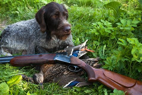 gun dog hall  fame    hunting breeds  hit  field outdoor enthusiast lifestyle