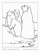 Prairie Dog Coloring Drawing Pages Dogs Cacti Animals Worksheets Color Grassland Prarie Grade Grasslands Getdrawings Footprints Sand Colorings Great Visit sketch template