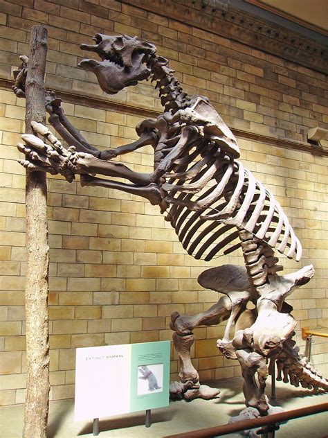 filemegatherium americanum skeleton nhmjpg wikipedia