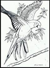 Papegaai Kleurplaten Vogels Volwassenen Kleurplaat Papagaai Tekenen Aves Uitprinten Downloaden sketch template