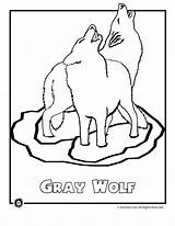 Coloring Wolf Endangered Pages Animals Gray Printable Wolves Animal North America Kids Clipart Popular Rainforest Activities Library Books sketch template