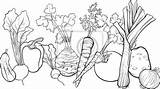 Warzywa Kolorowanka Ilustracja Grupa Warzyw Pietruszka Fototapeta Redro Komiks Prace Materiały Autora Powiązane Tego Obrazy sketch template