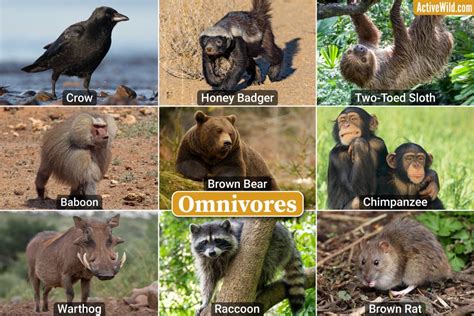 examples  omnivores omnivorous animals checklist  footage