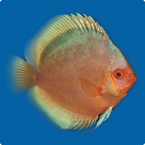 stendker green angel stendker discus usa  source  premium discus