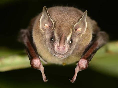 omnivorous bats   evolutionary success  wildlife society