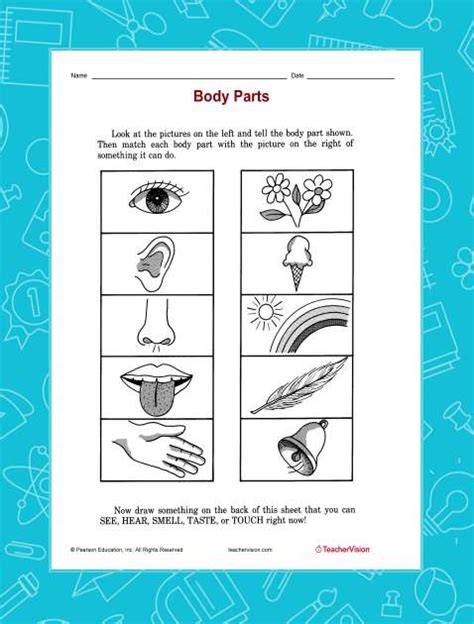 body parts teachervision