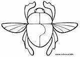 Escarabajos Escarabajo Colorear sketch template