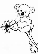 Koala Coloring Bear Pages Cute Baby Little Pooh Color Bears Printable Getcolorings Sheets Popular Print sketch template