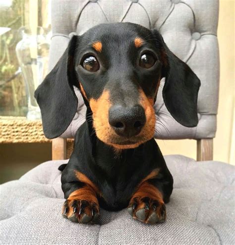 Dachshund World ® On Instagram “tap The Link In Our Bio👇