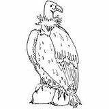 Vulture Griffon Designlooter sketch template