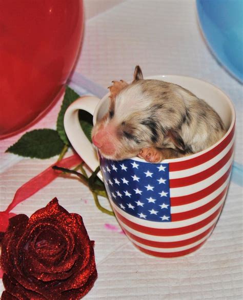 shamrock rose aussies exciting news shamrock rose and big ed s fireworks litter made their