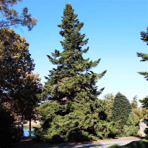 douglas fir trees  sale fastgrowingtreescom