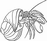 Crab Hermit Coloring Pages Clipart Printable Clip Crabs Drawing Kids Color Shell Svg Outline Gif Cartoon Etc Template Medium Print sketch template