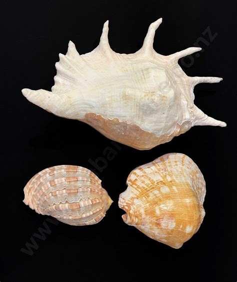 varying sizes  conch shells natural history industry science technology