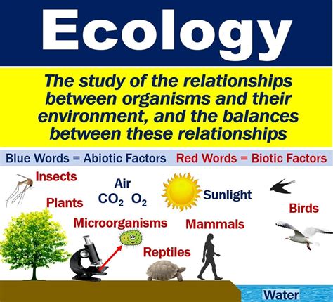 ecology definition  examples market business news