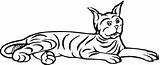 Bobcat Coloring Pages Laying Printable Bobcats Categories Supercoloring sketch template